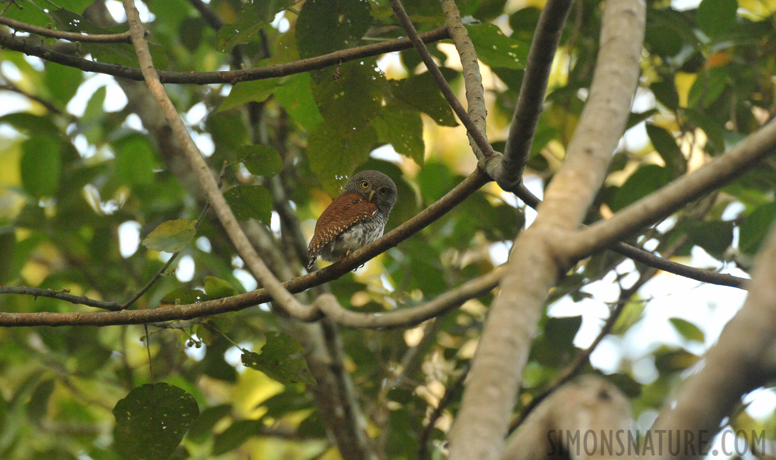 Glaucidium castanotum [550 mm, 1/320 sec at f / 7.1, ISO 6400]